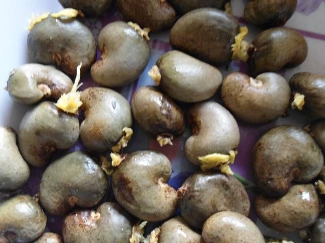 Cashew nuts ready for export